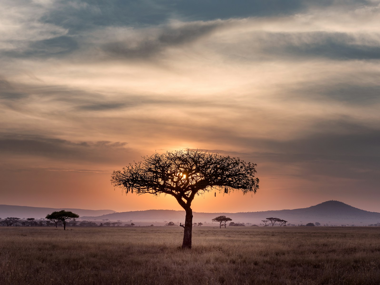 Safari Tanzanie : Au cœur des réserves mythiques de la savane