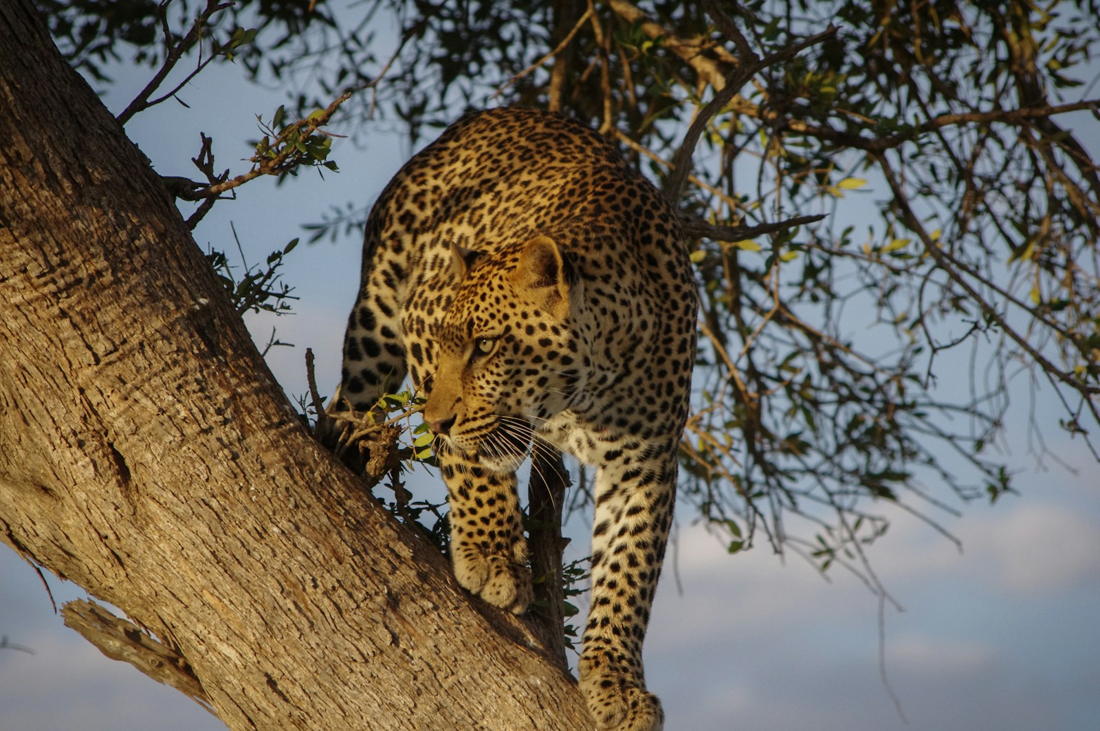 Safari Kenya : Sur les pistes de la grande migration animale